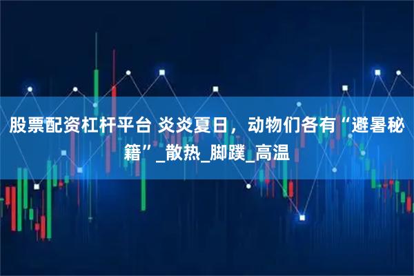 股票配资杠杆平台 炎炎夏日，动物们各有“避暑秘籍”_散热_脚蹼_高温